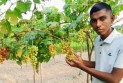 ইউটিউব দেখে আঙুর চাষ, ১০ শতক জমিতে সফল তরুণ তাওহিদ